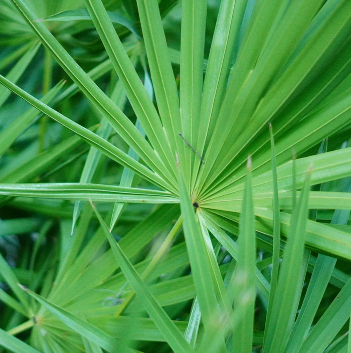 Saw Palmetto — 200mg